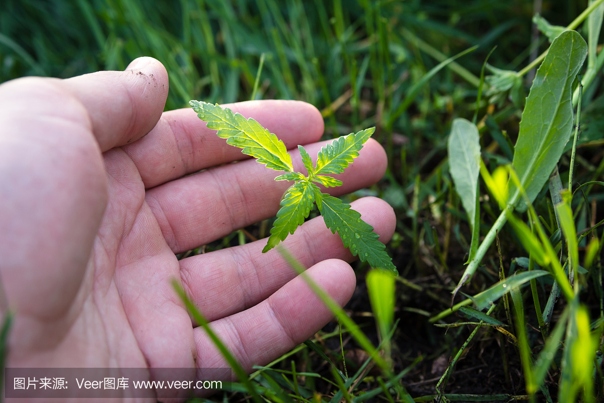拿着年轻的大麻植物在户外生长的人的手。天然