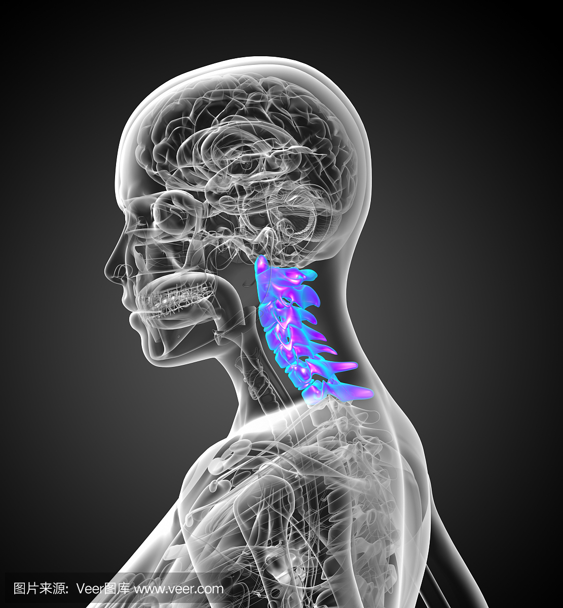 3d渲染颈椎的医疗插图