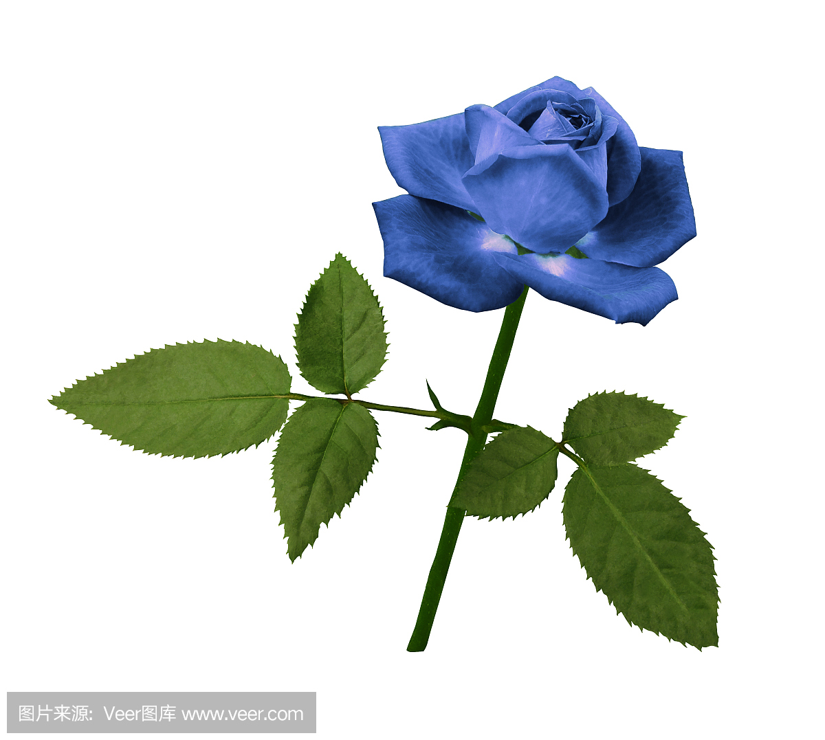 A flower of a blue rose on a green stem with lea