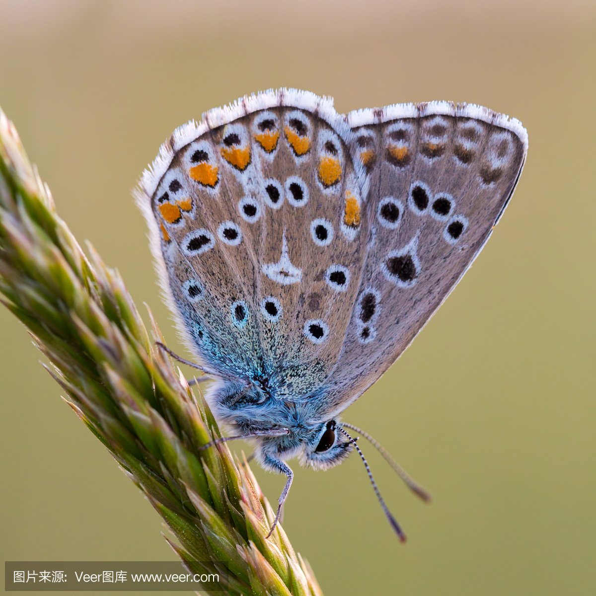 伊卡洛斯,穿蜡制羽毛翅膀的人,代达罗斯之子,美
