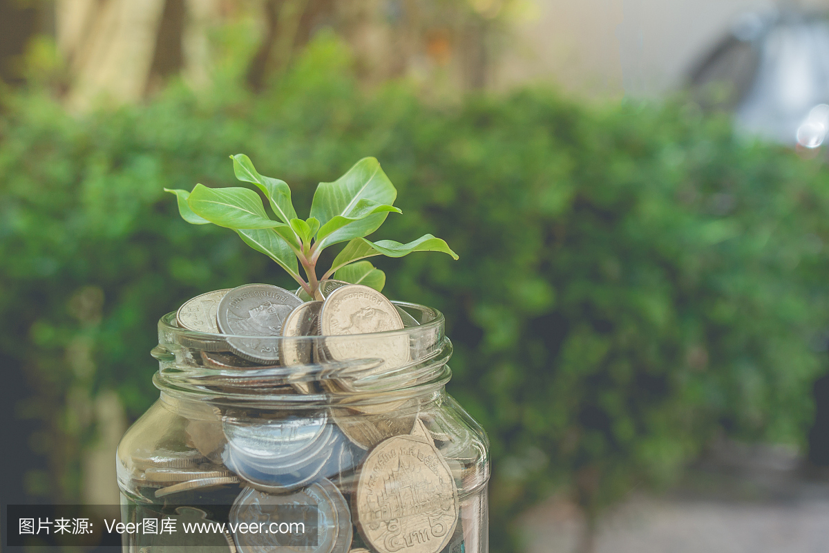 商业和金融概念:绿色sprount树生长通过金钱硬