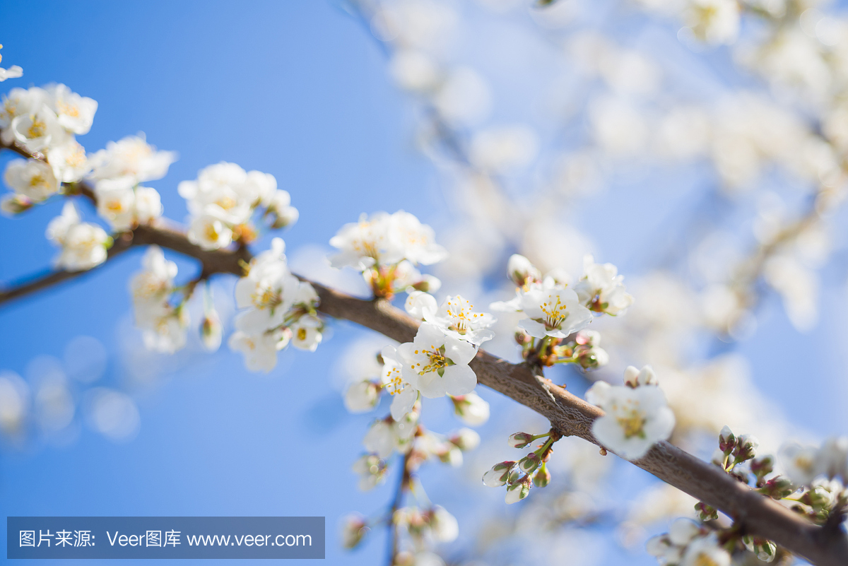 雪利,雪利酒,李树,梅园