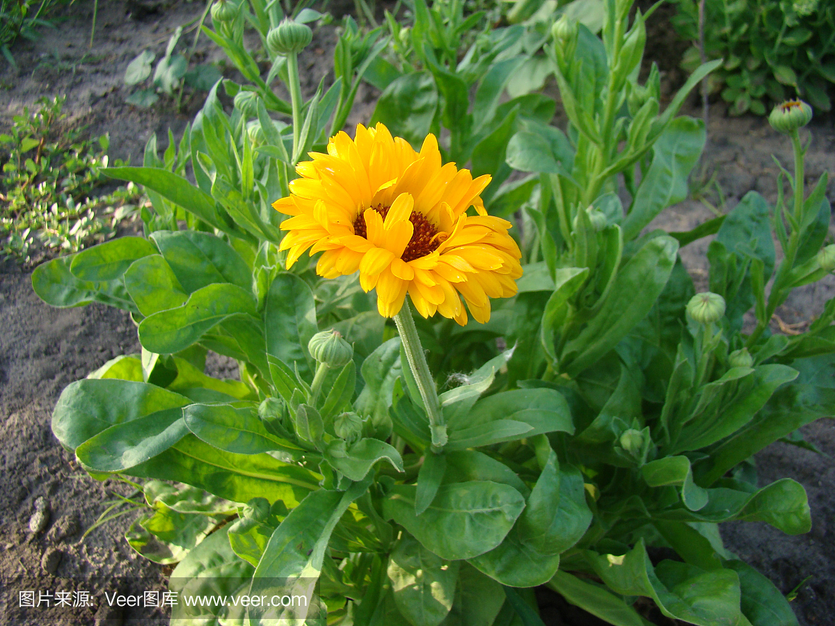 野金盏花,野万寿菊,万寿菊,金盏草