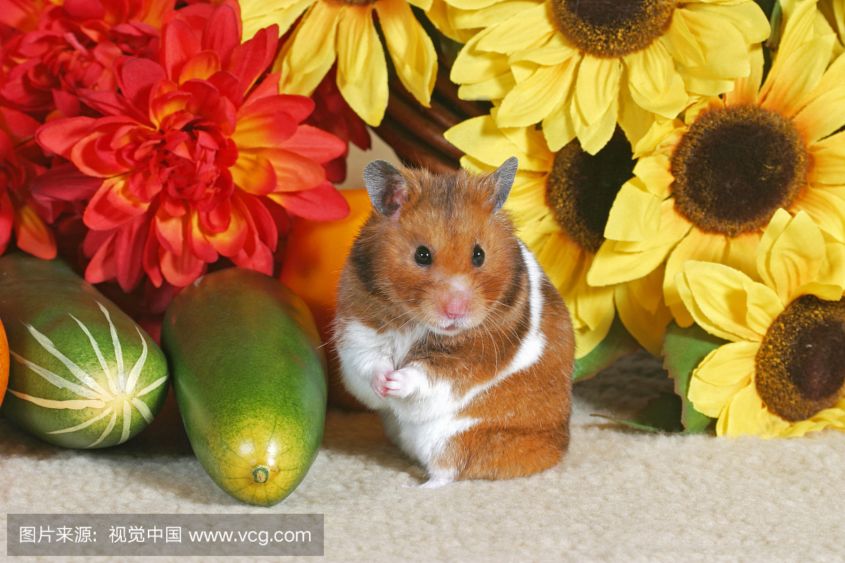 金黄仓鼠,中西葫芦的肖像,在向日葵前面