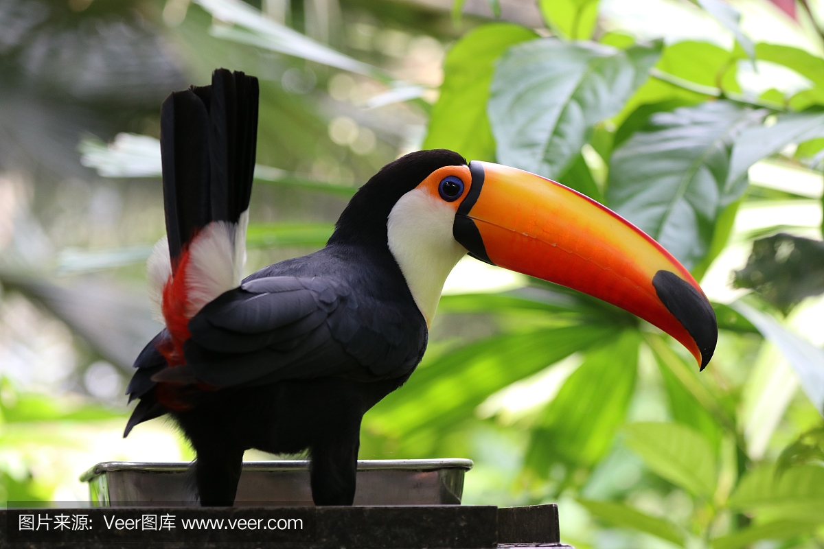 气候,新加坡,野生动物,热带气候