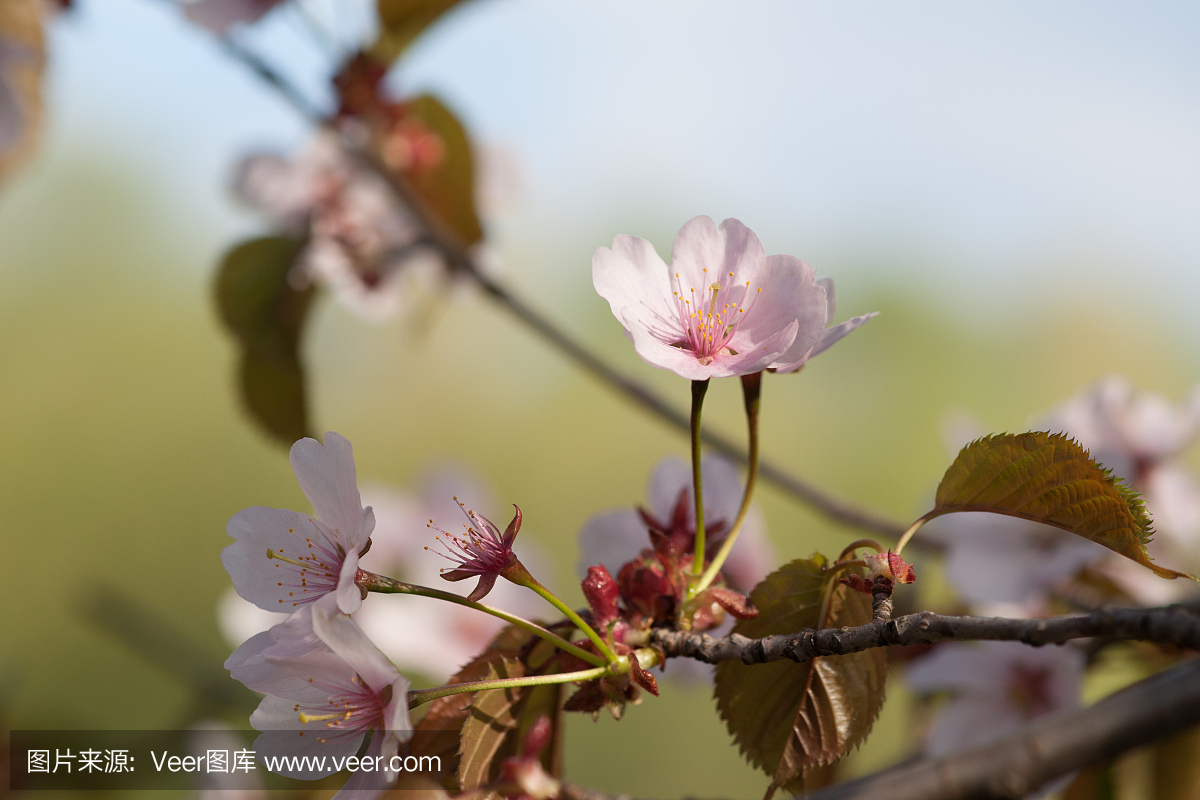 在日本樱花树上的粉红色的鲜樱花鲜花