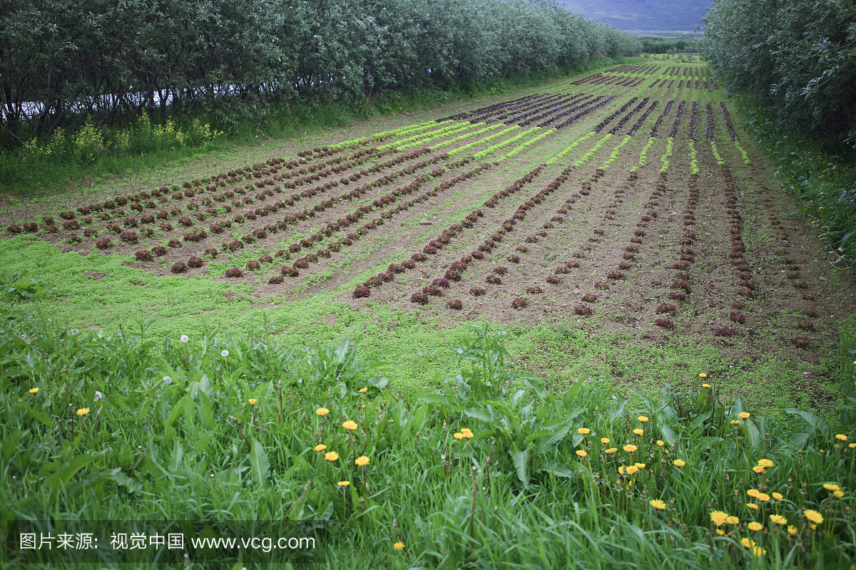 红色和绿色的叶莴苣在一个有机农场,瓦拉内斯