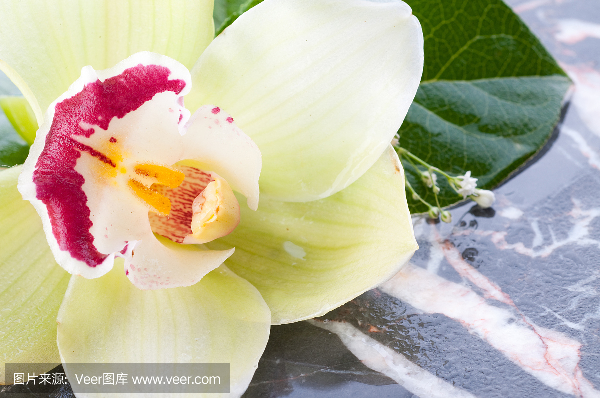 肺叶,脑叶,耳垂,美