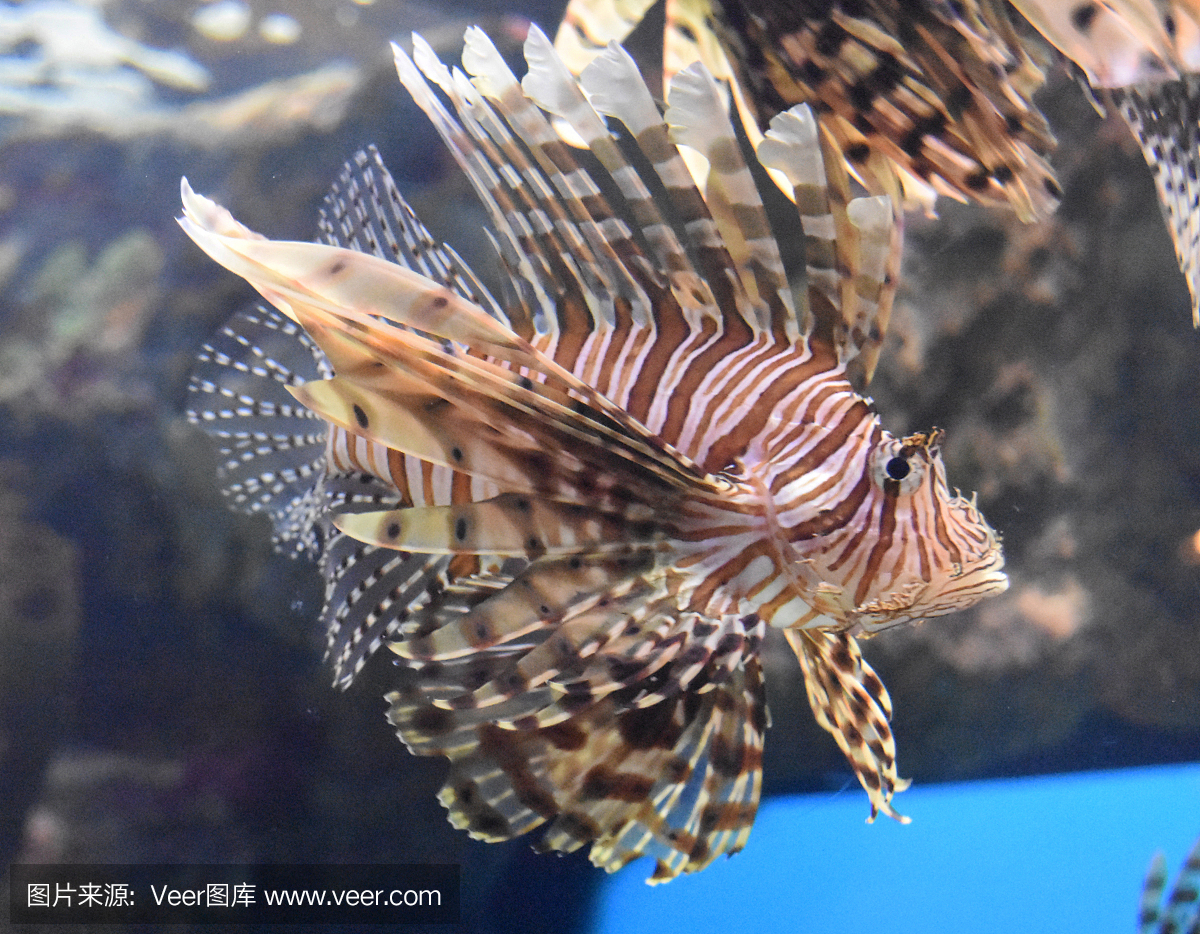 海洋生命,呼吸管,野生动物,动物