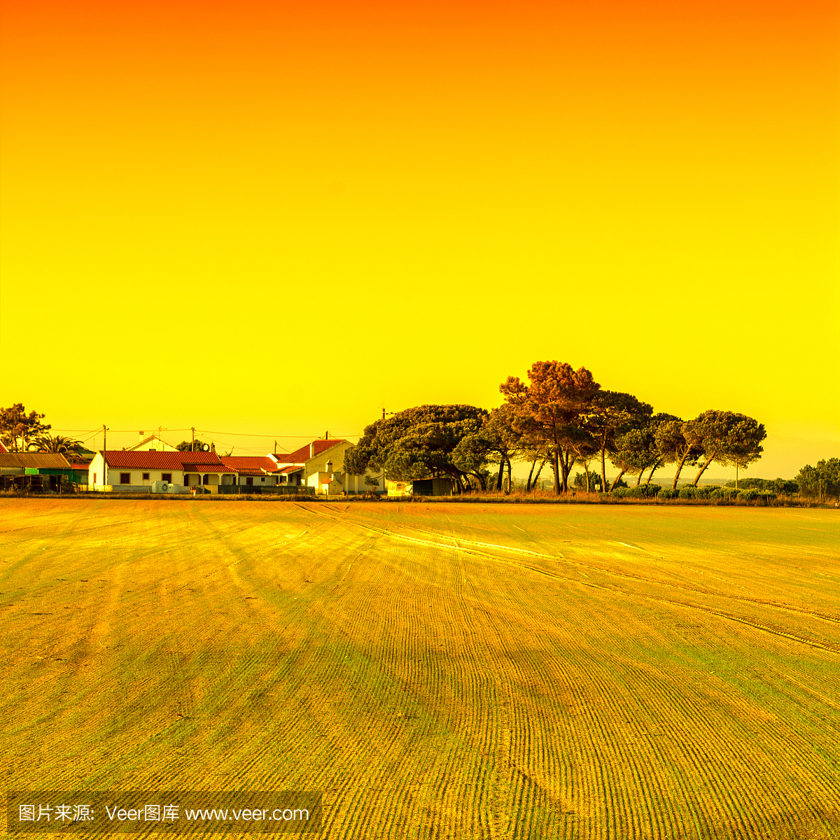 Rows of fresh seedling in Portugal