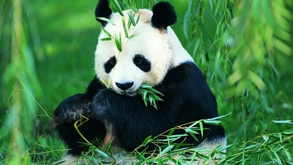 动物图片大图大全