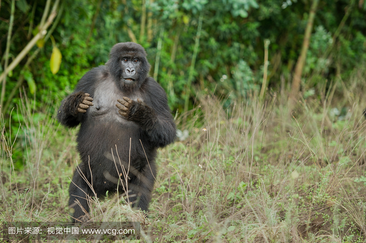 拍胸,打胸,拍打胸脯,拍胸口