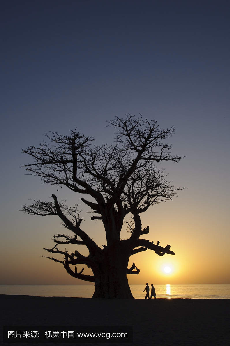 猴面包树,Sine Saloum三角洲,塞内加尔,西非,非