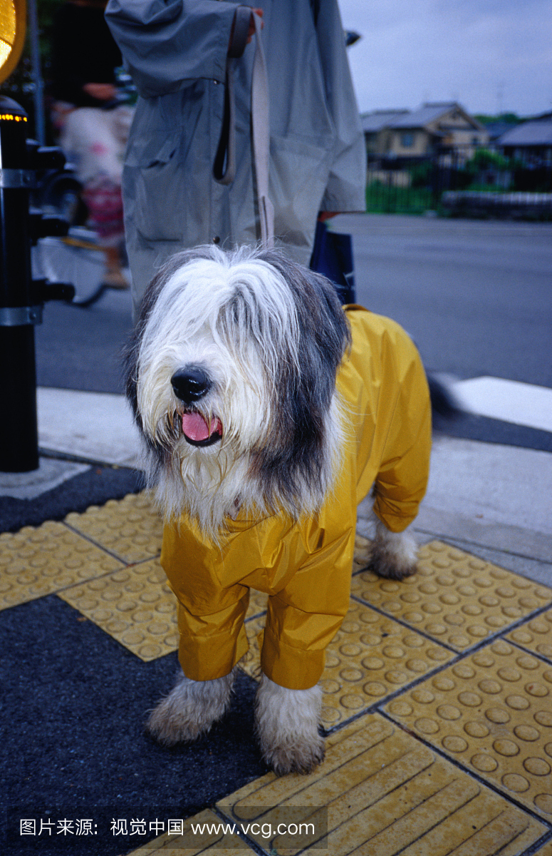 潮湿天气中的宠爱狗在京都的雨中散步。
