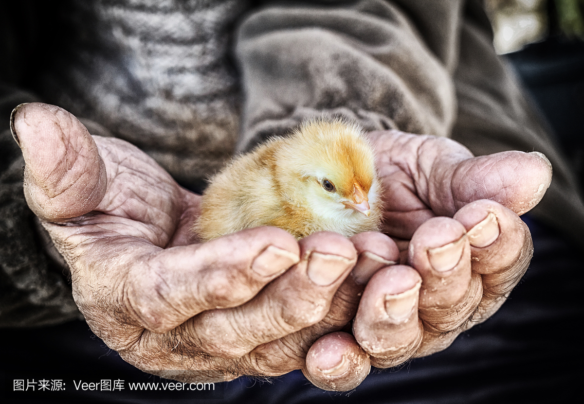Chick in the hand