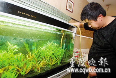 此种灯管最好装置在养殖槽的盖子上 水族资讯 南昌水族馆第2张 此种灯管最好装置在养殖槽的盖子上 水族资讯 南昌水族馆第2张