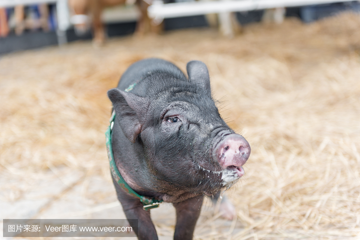 这种猪蛋都是进口的国外的猪不国内的公猪小时候就了底子没这么多这么大的猪蛋。