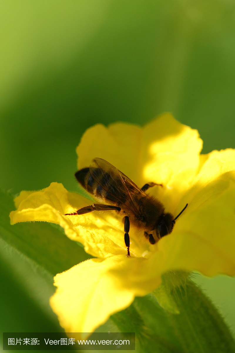 蜜蜂授粉黄瓜