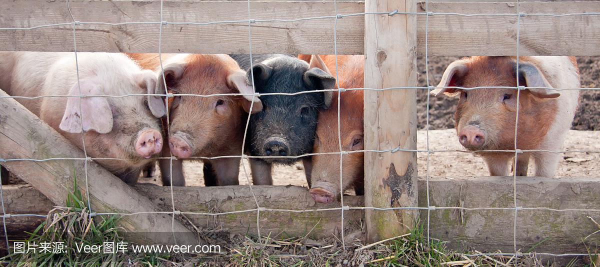 五只小猪去市场