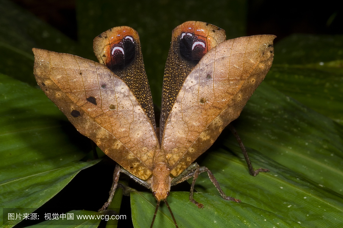 布什或叶蝉在上亚马逊河流域湿地森林中很常见