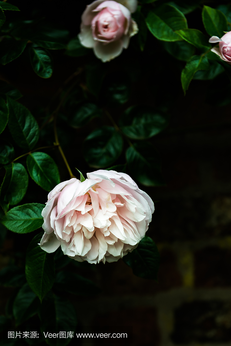 英语公共花园在夏天与玫瑰