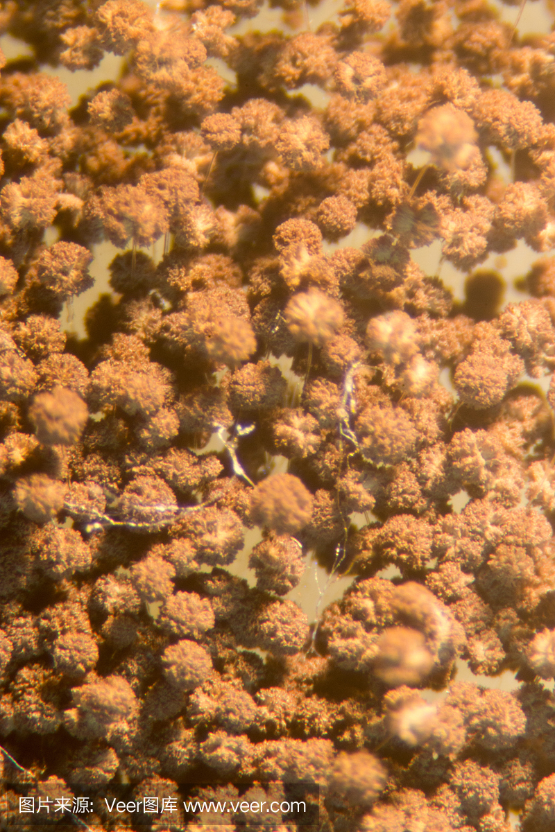 黑曲霉培养皿中的微观,微生物学教育实验室。