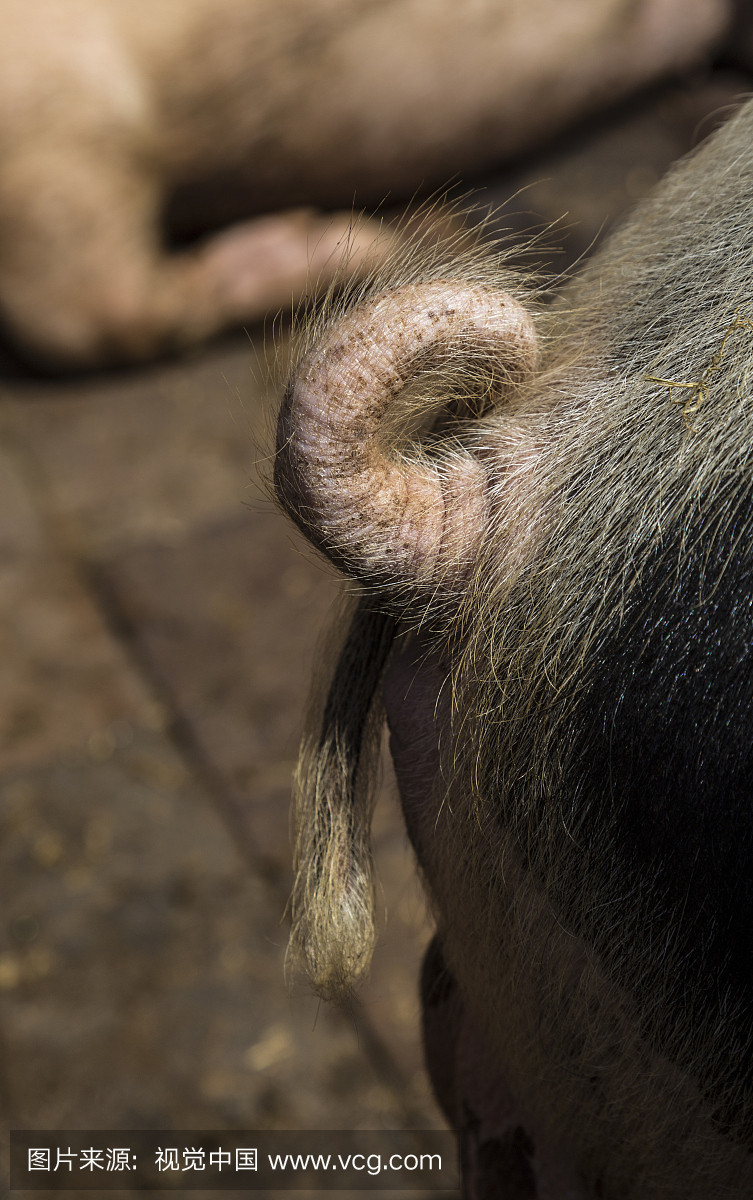 Curly tail on pig, England, UK