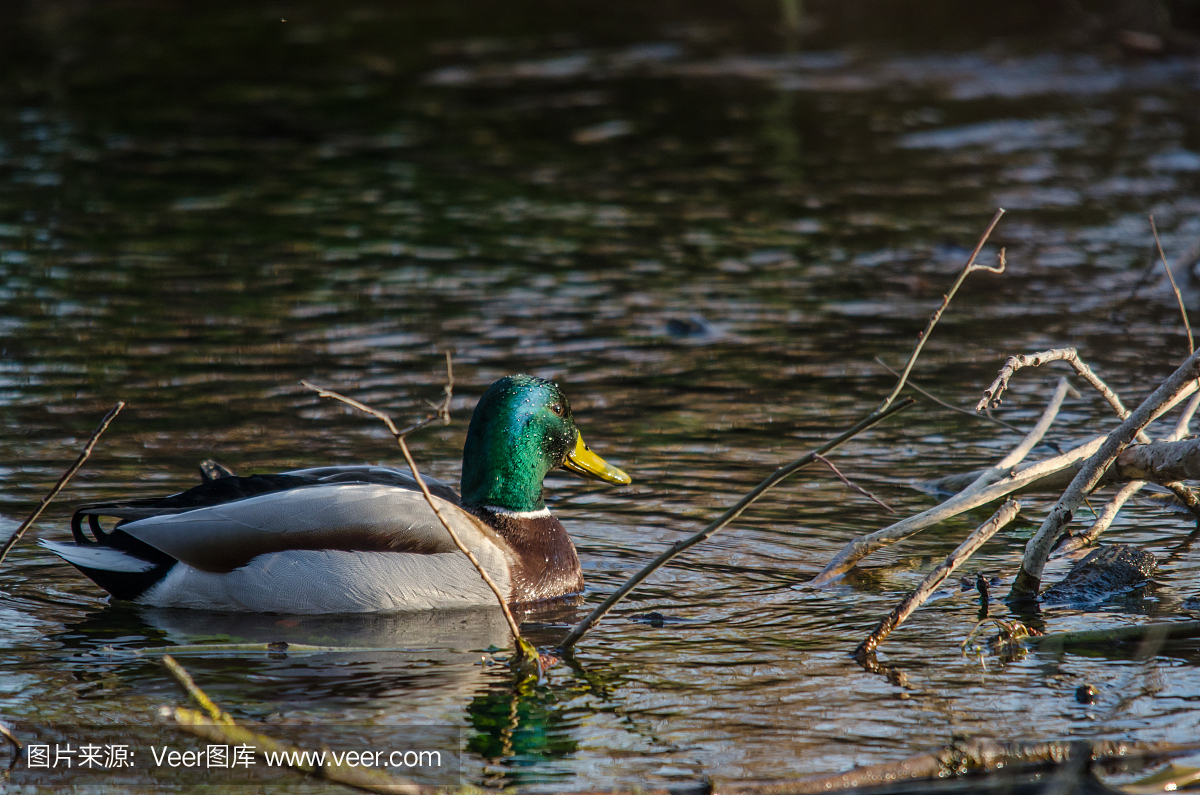 嗄嗄声,蛙叫,鸦叫,小鸭子