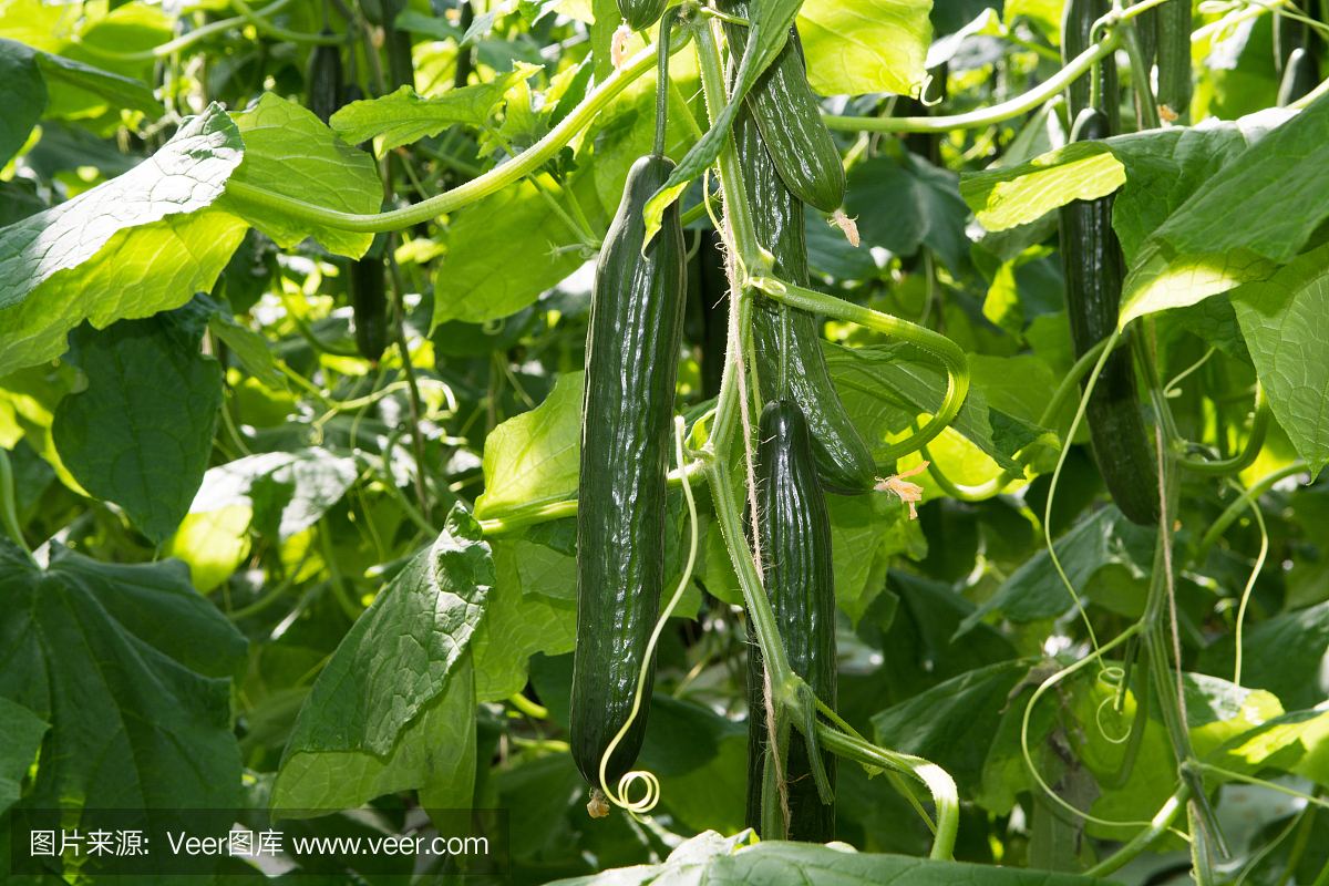 美味的有机绿色黄瓜在大荷兰温室生长,每天收