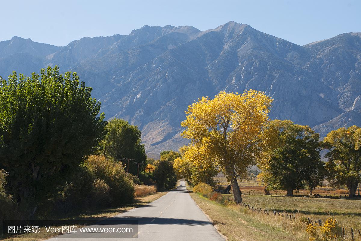 乡村公路和棉树在秋天在附近以内华达山脉为背