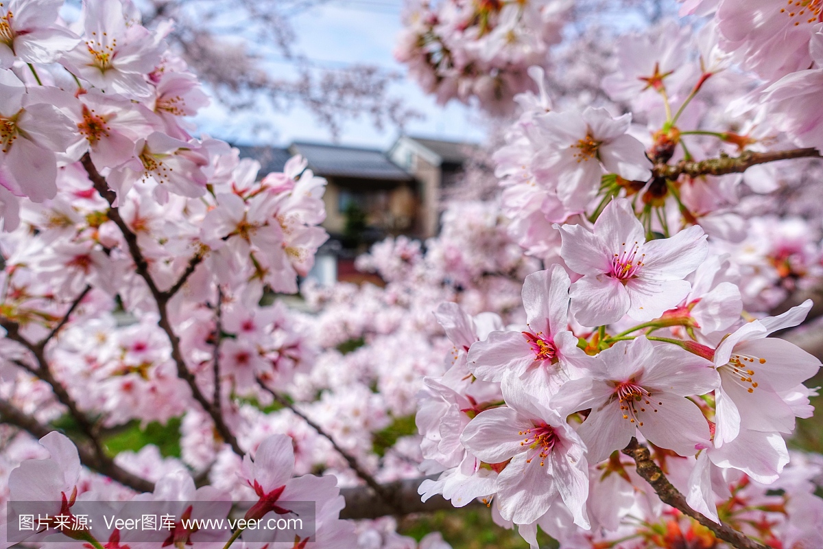 樱花季节在大阪日本