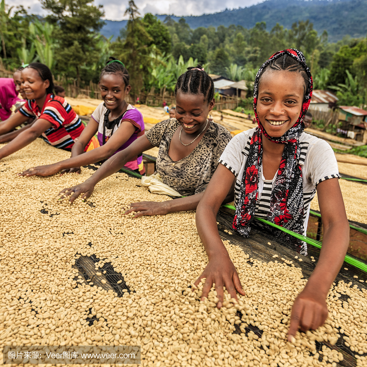 非洲女孩和女人分拣咖啡豆,东非