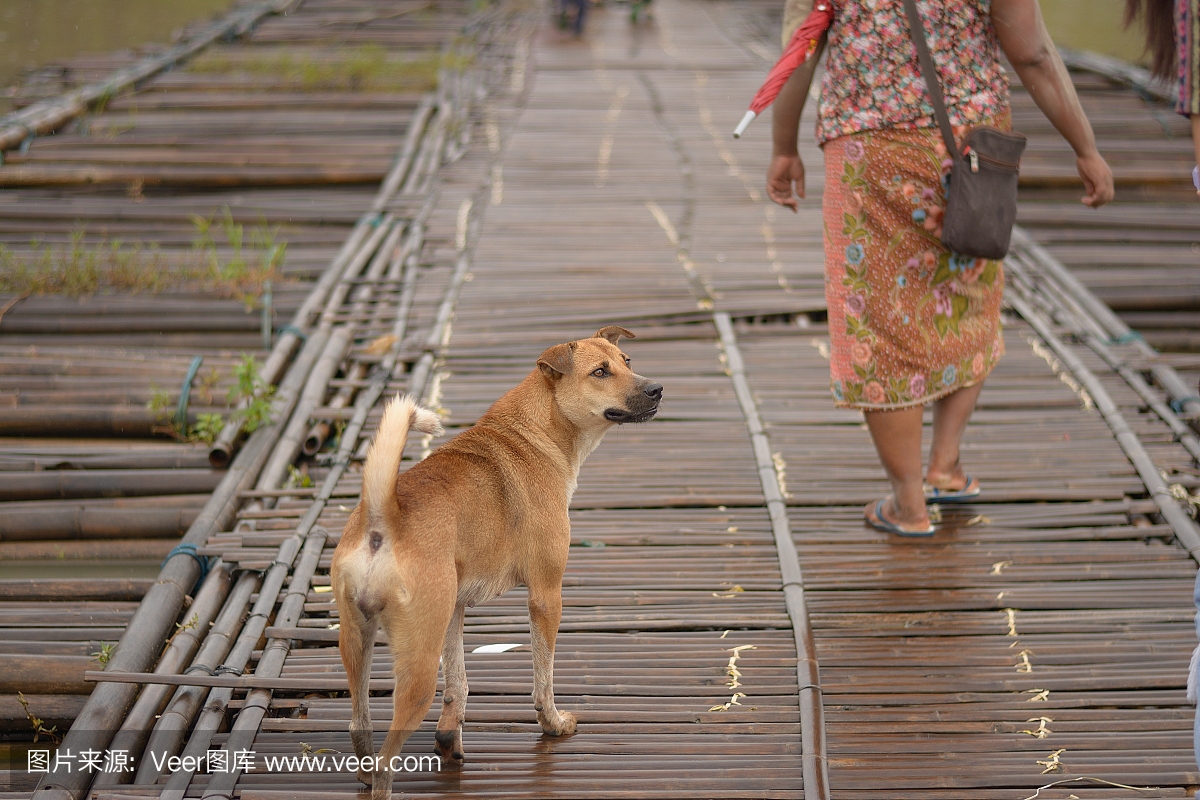 水平画幅,家畜,人体,社会福利事业