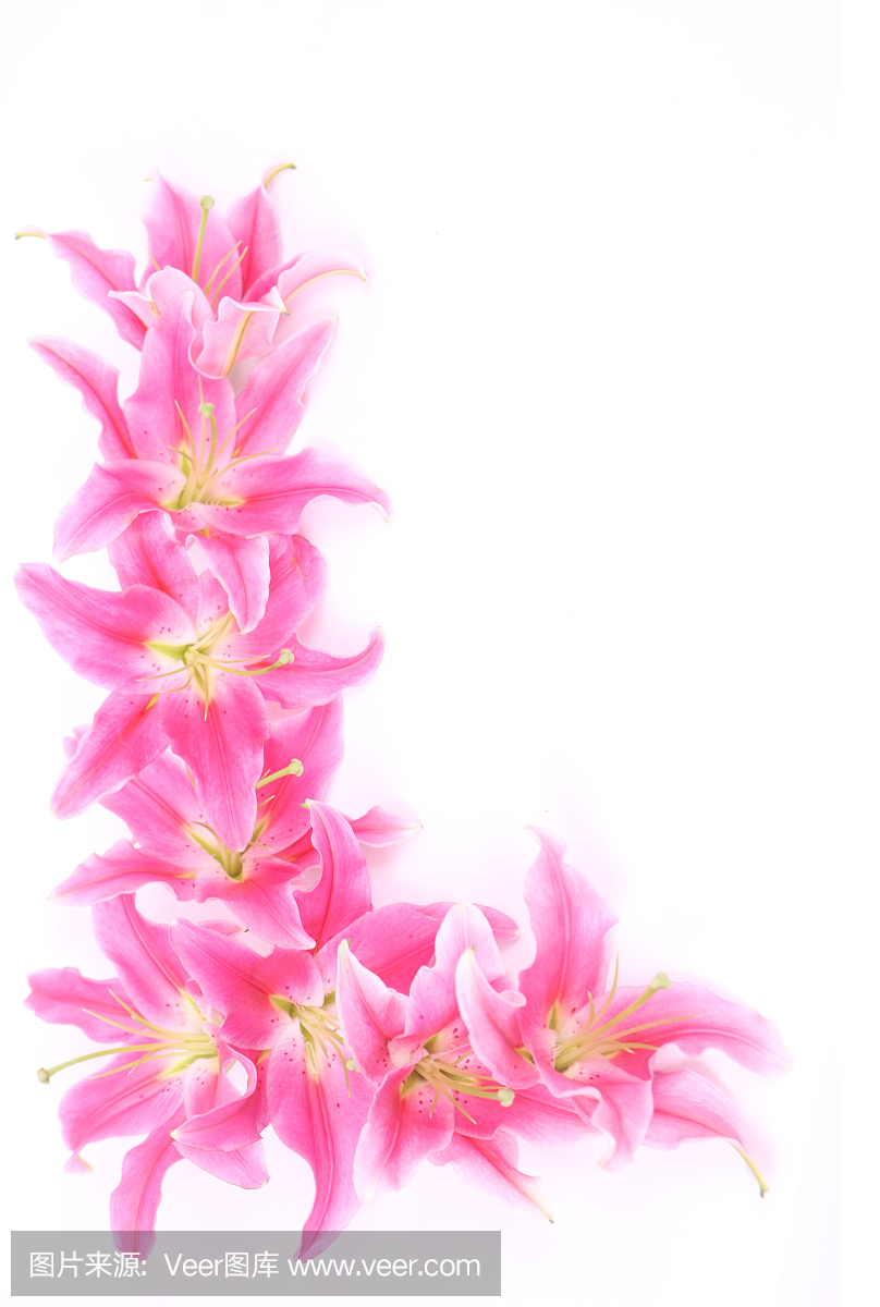 占星百合,占星百合植物,占星百合花,英文字母L