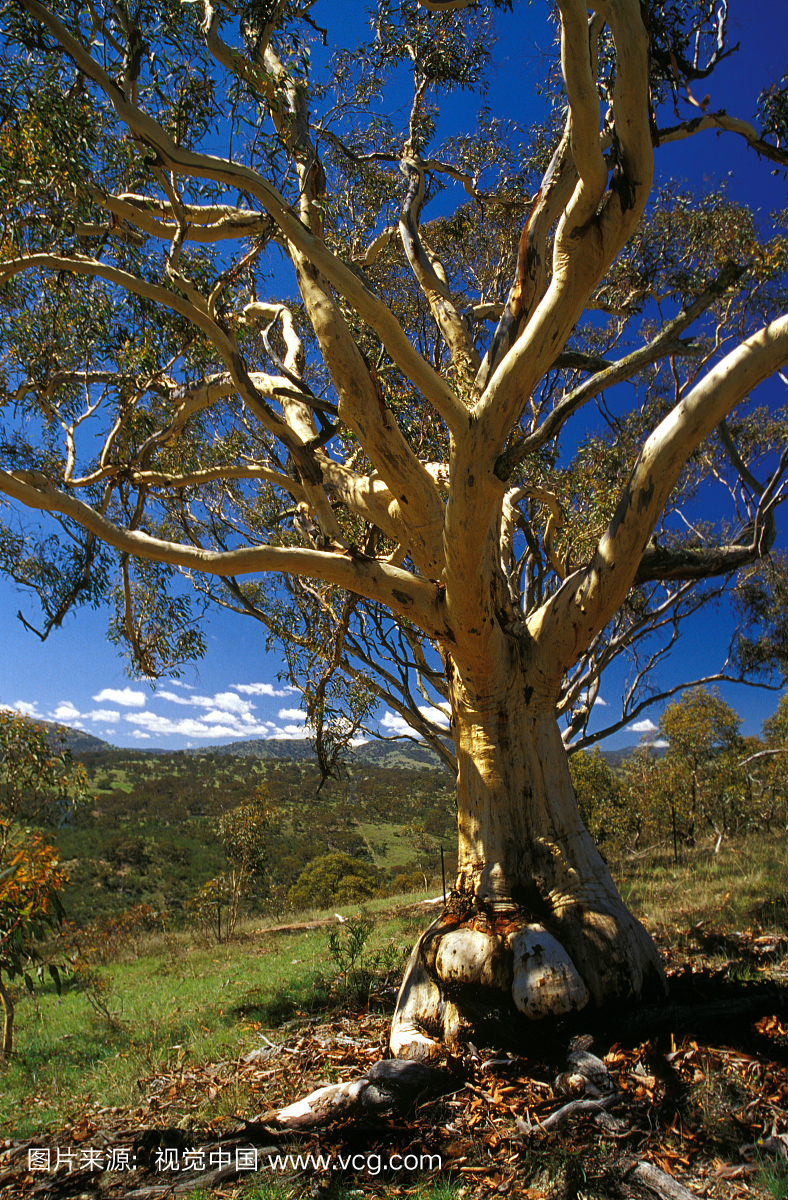 澳大利亚澳大利亚首都领地堪培拉Gigerline自然