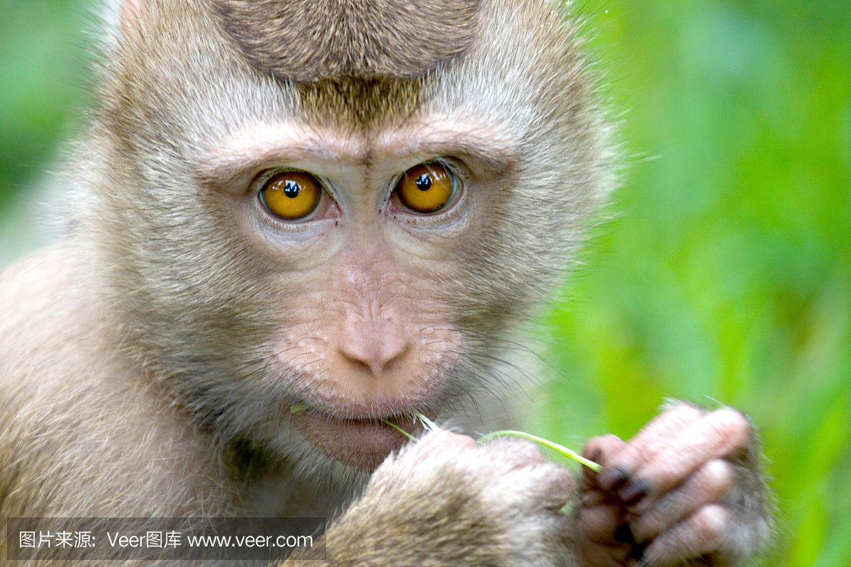 猴子在草地上咀嚼,苏梅岛,泰国。