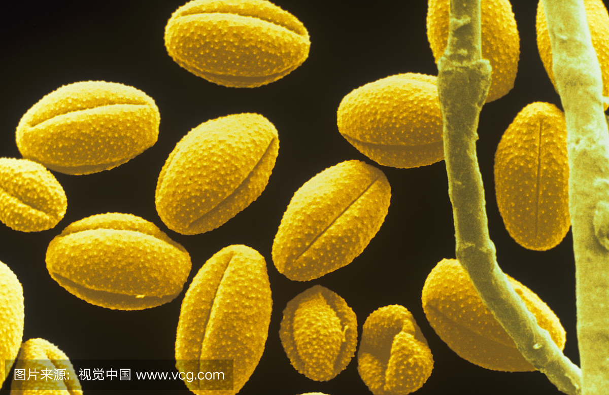麝香(艾蒿)风花粉可能在某些人群中引起过敏。