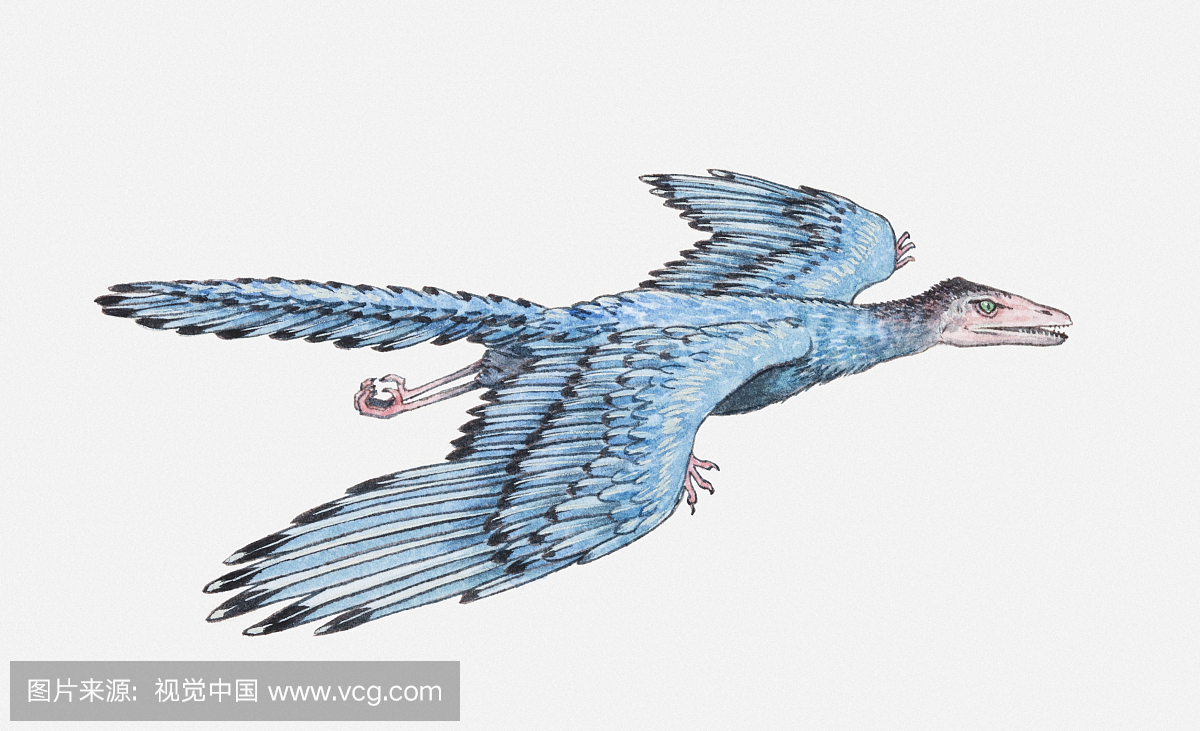 飞行中的始祖鸟的插图,侏罗纪时期
