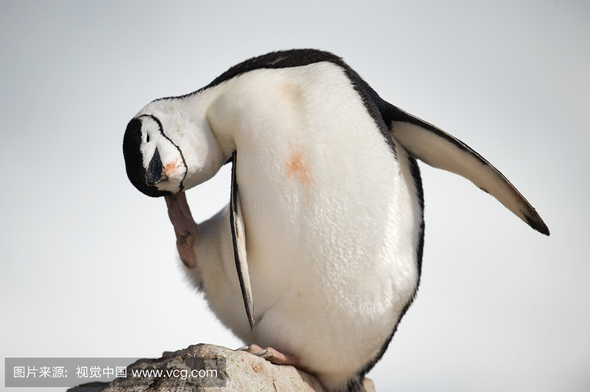 帽带企鹅,南极企鹅,动物主题,一只动物