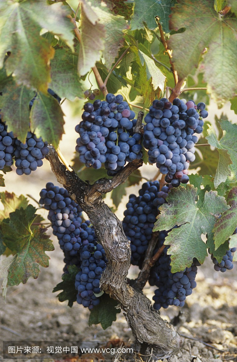Primitivo grapes trained in albarello, Apulia, Ita
