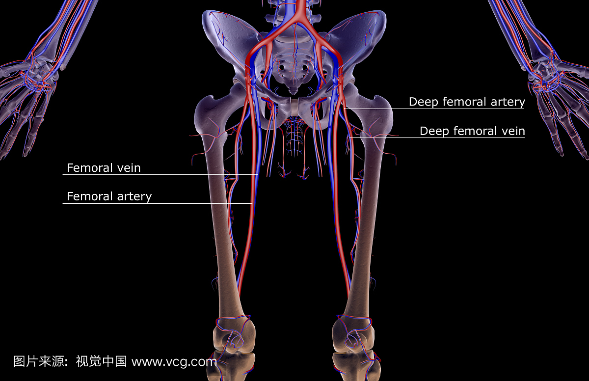 下肢神经的组成及走形汇总，轻松搞定腰腿疼！