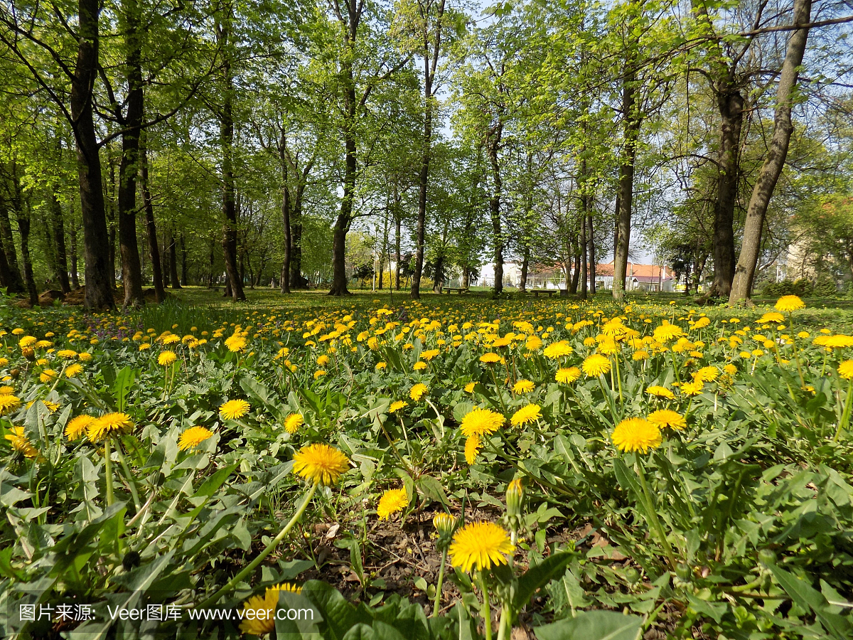 草甸与许多蒲公英和落叶树