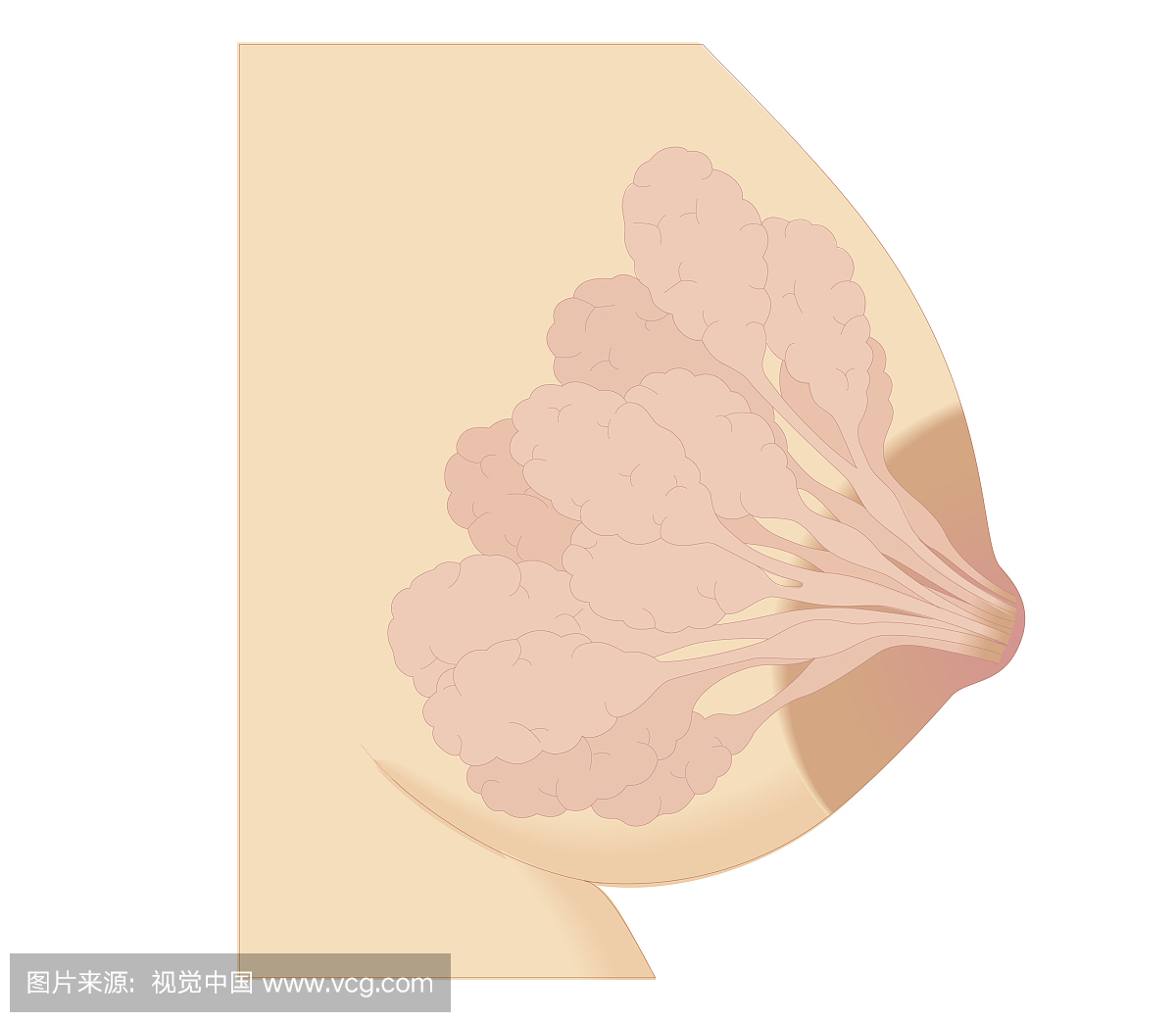 剖面生物医学图示怀孕期乳房变化