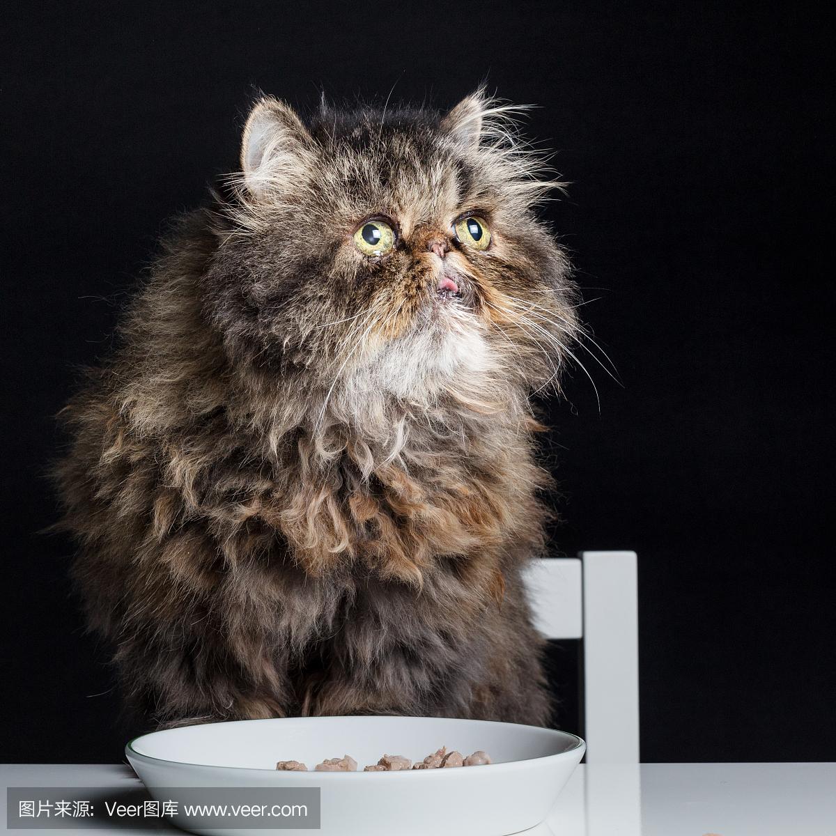 在桌上的灰色波斯猫在吃的时候