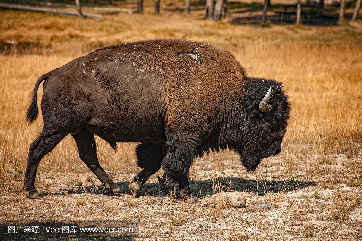 野牛,美国怀俄明州黄石国家公园