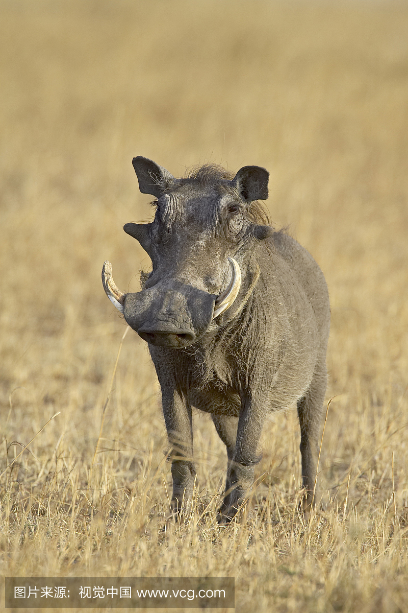 疣猪,野猪,一种非洲野猪,非洲