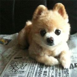 可爱卡通萌狗狗头像-11kb