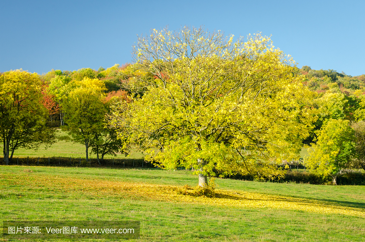 一片黄色的叶子树在草地上