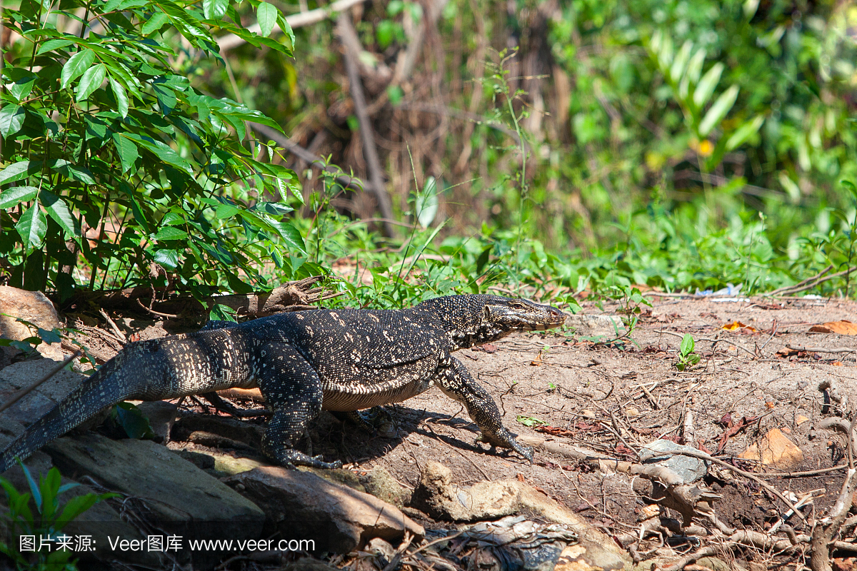 斯里兰卡丛林中的大型风衣