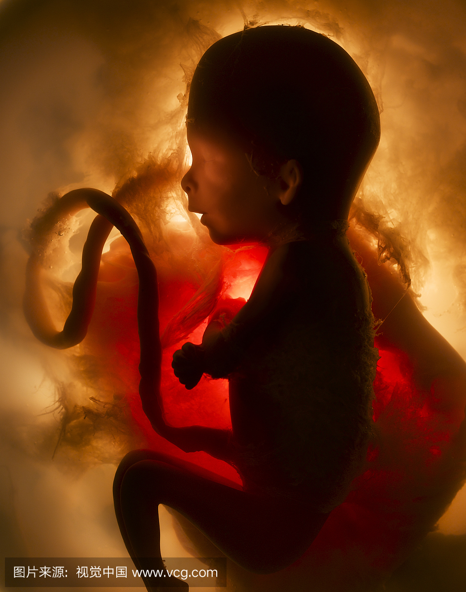 怀孕的,大肚子,孕妈,孕育